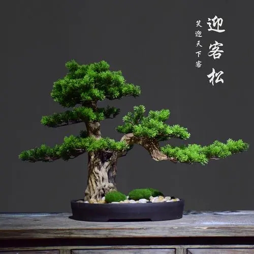 西安盆景銷售|西安碧盛園藝13002920517